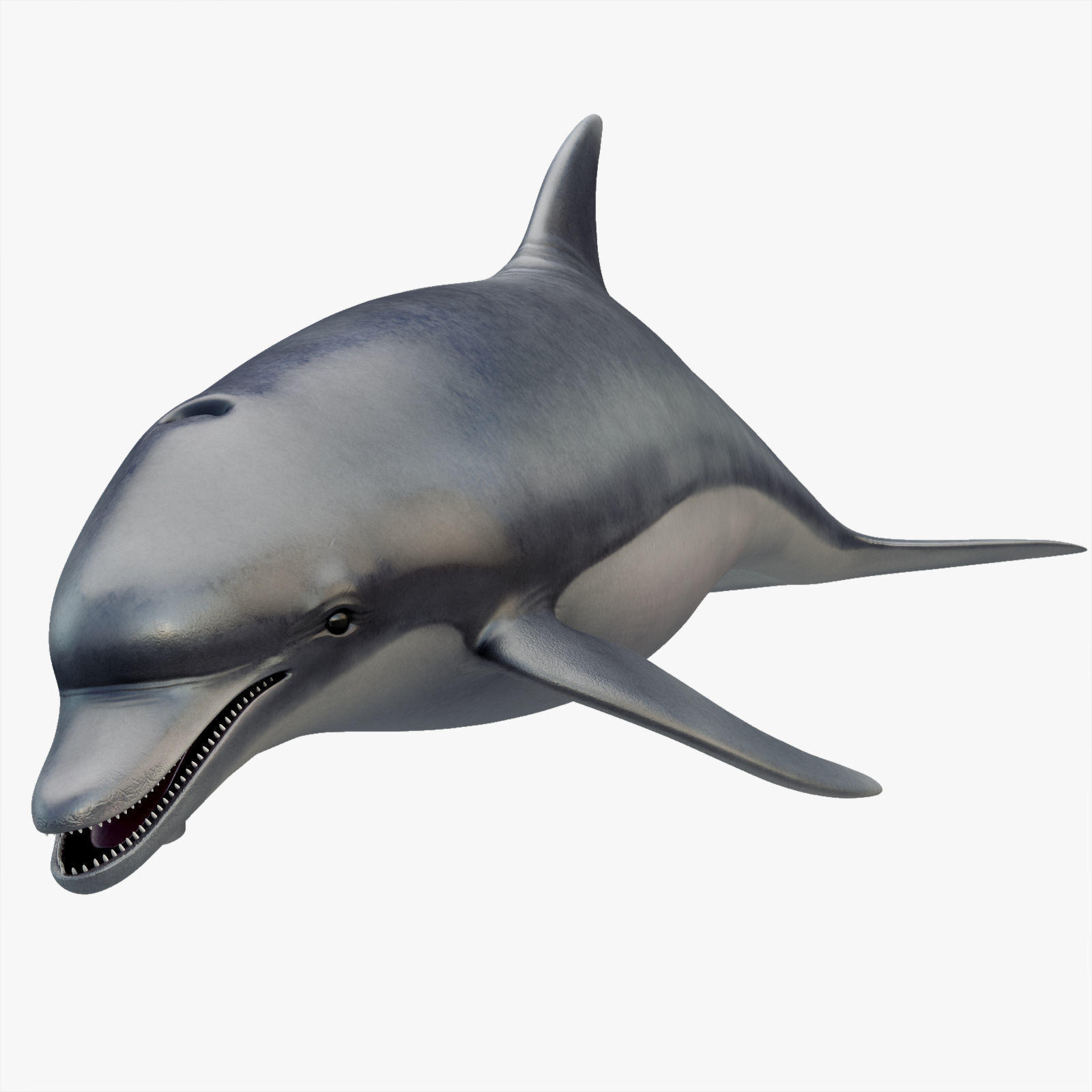 Dolphin Rigged Low-poly 3D model_4