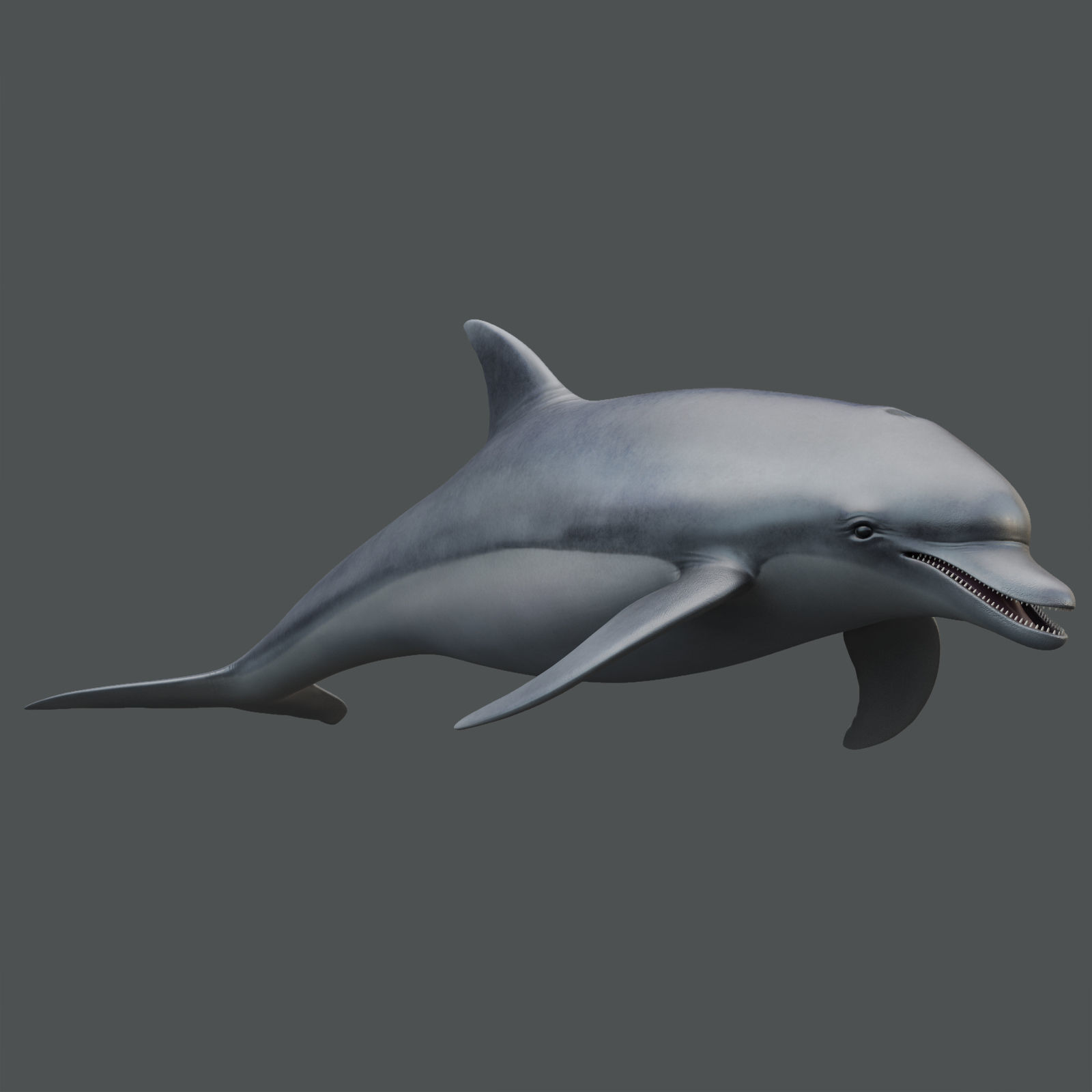 Dolphin Rigged Low-poly 3D model_11