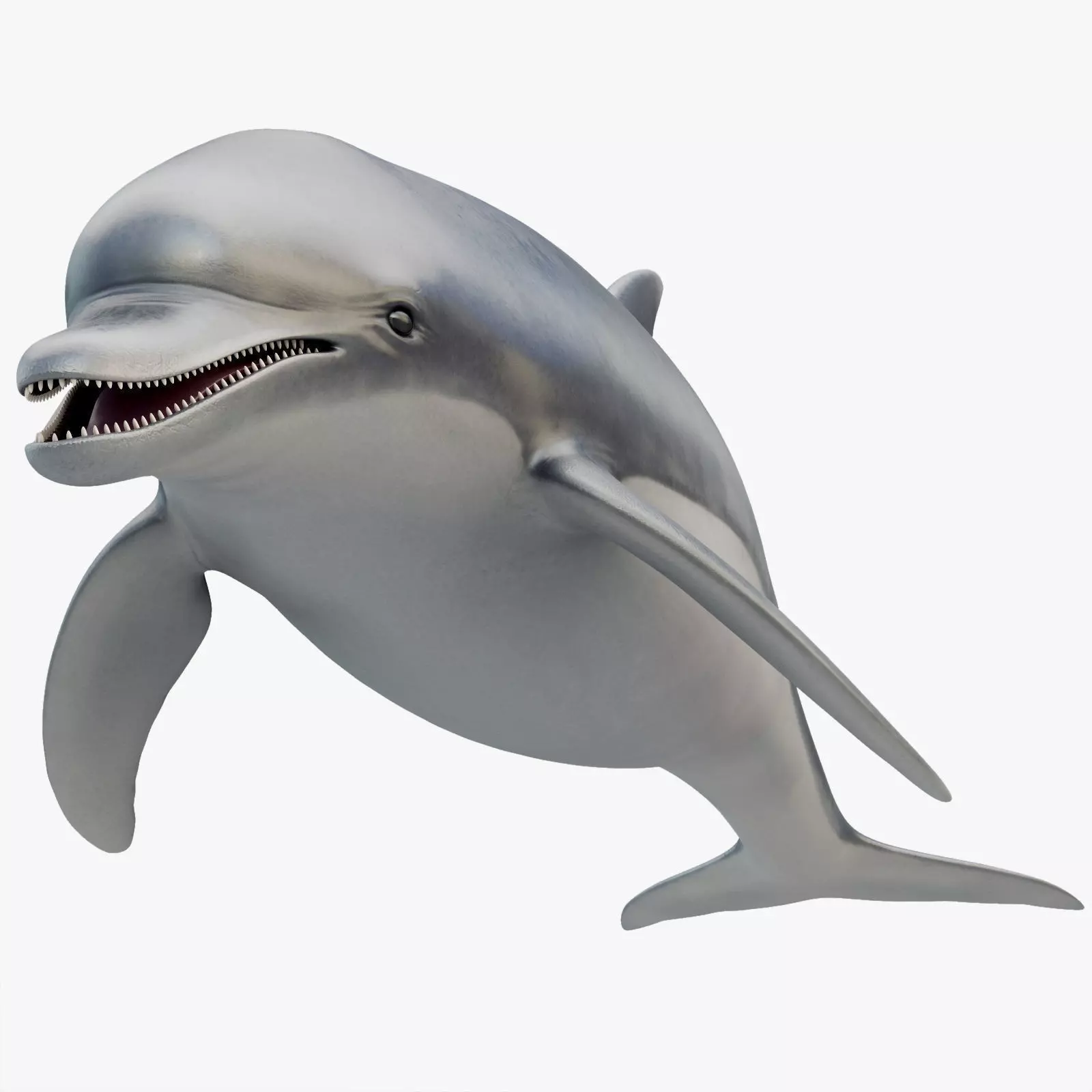 Dolphin Rigged Low-poly 3D model_0