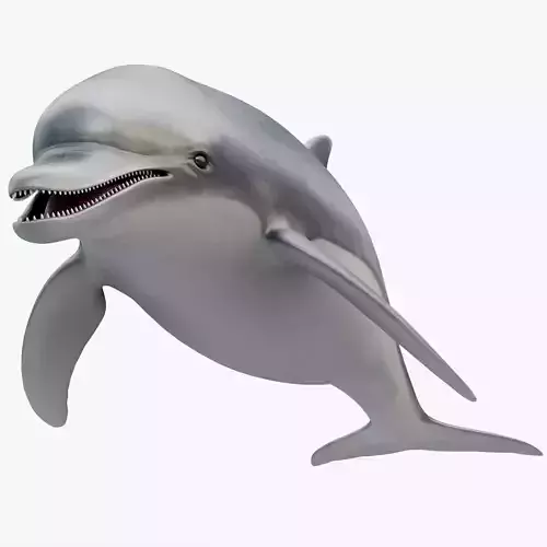 Dolphin Rigged Low-poly 3D model