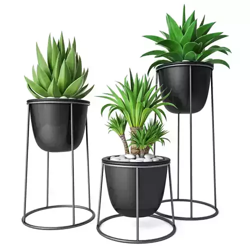 Plant Set 3 three potted plants