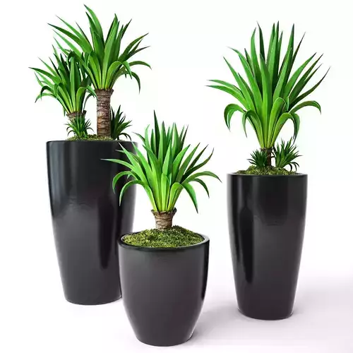 Palm Yucca
