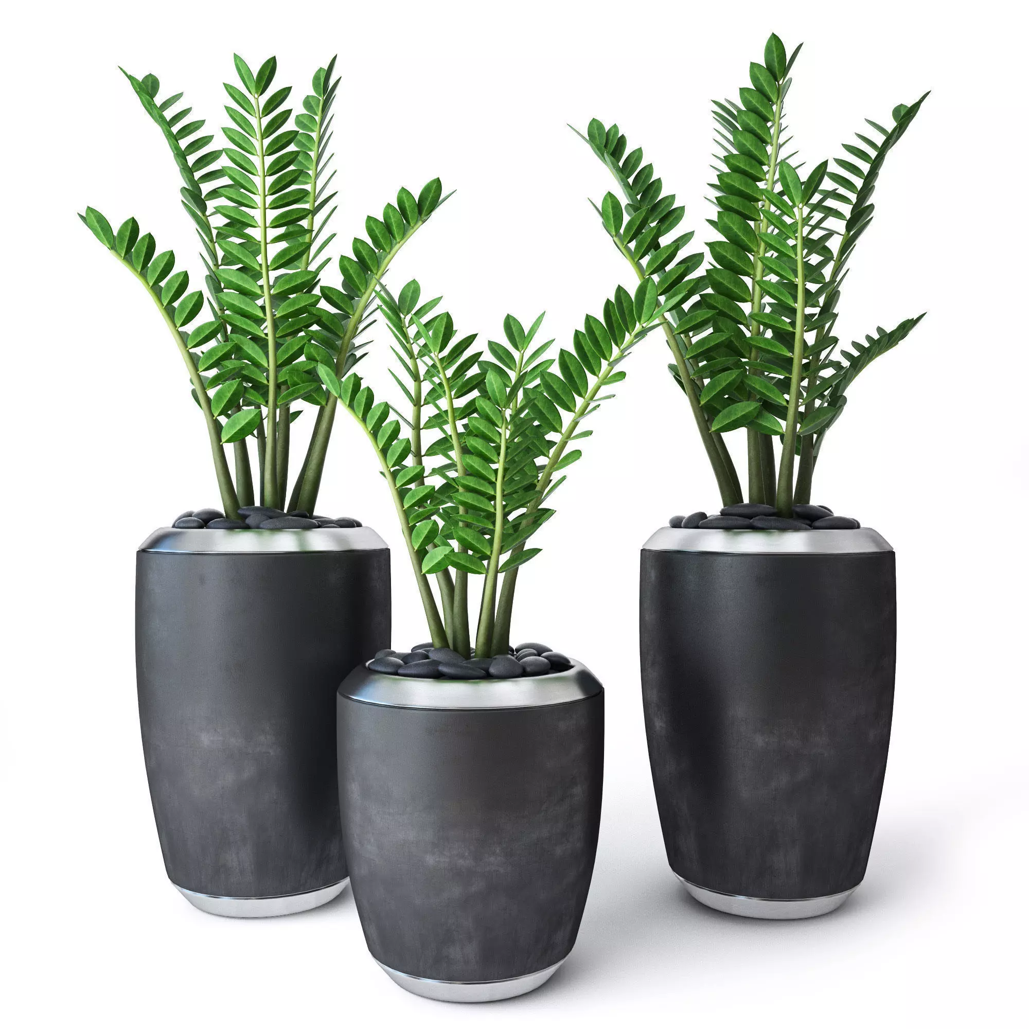Zamioculcas three fern plants pots 3D model