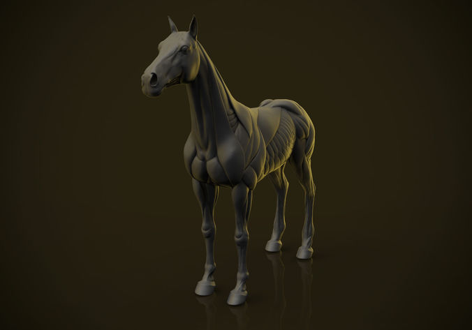 Horse Ecorche  3D print model
