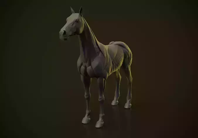 Horse Ecorche  3D print model