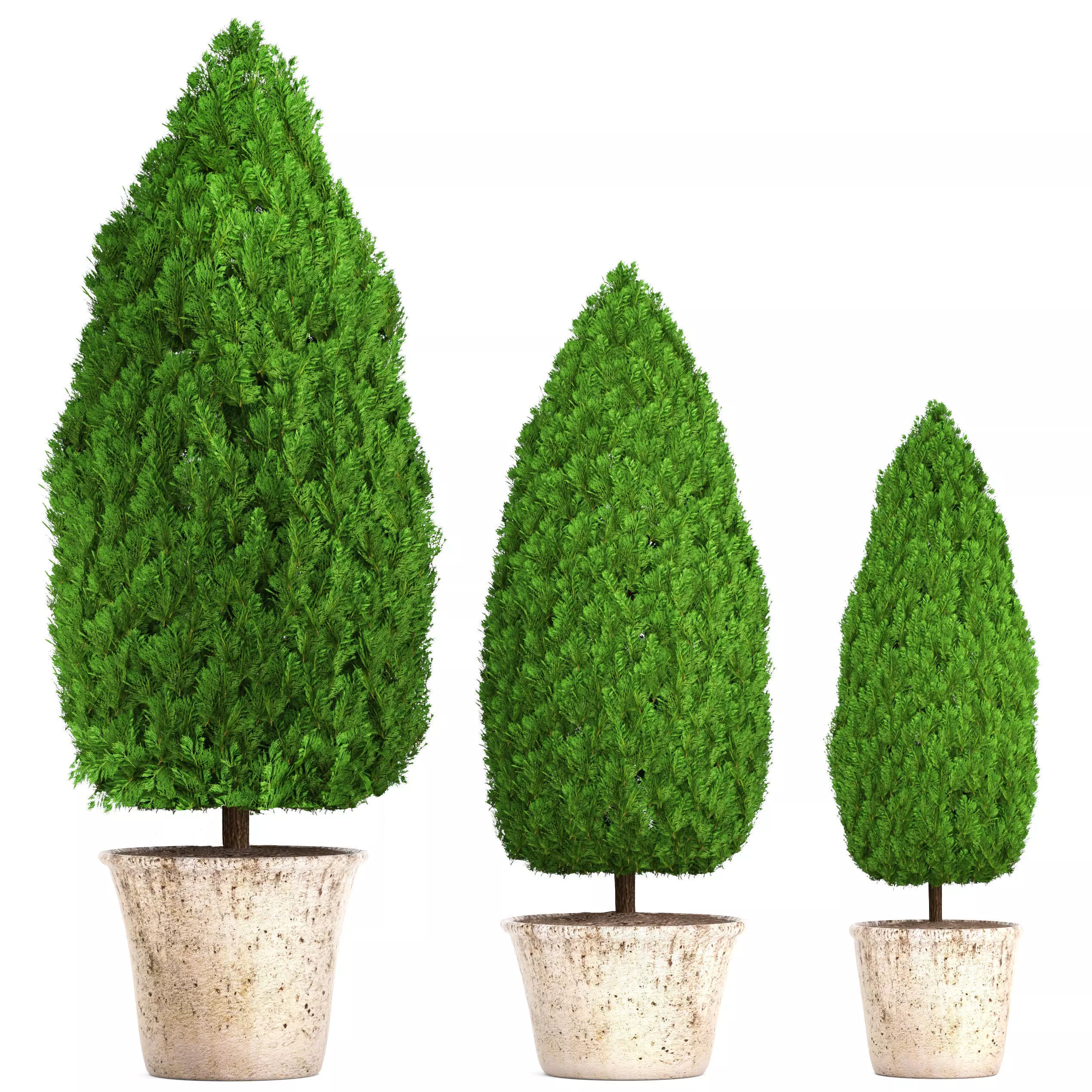 Cupressus and Thuja 3D model