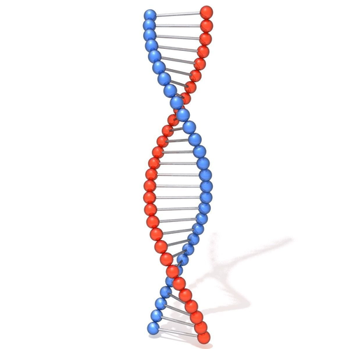 DNA molecule 3D model