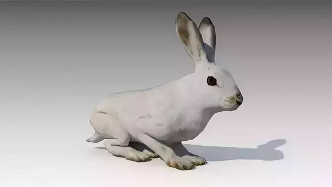 Arctic hare Low-poly 3D model