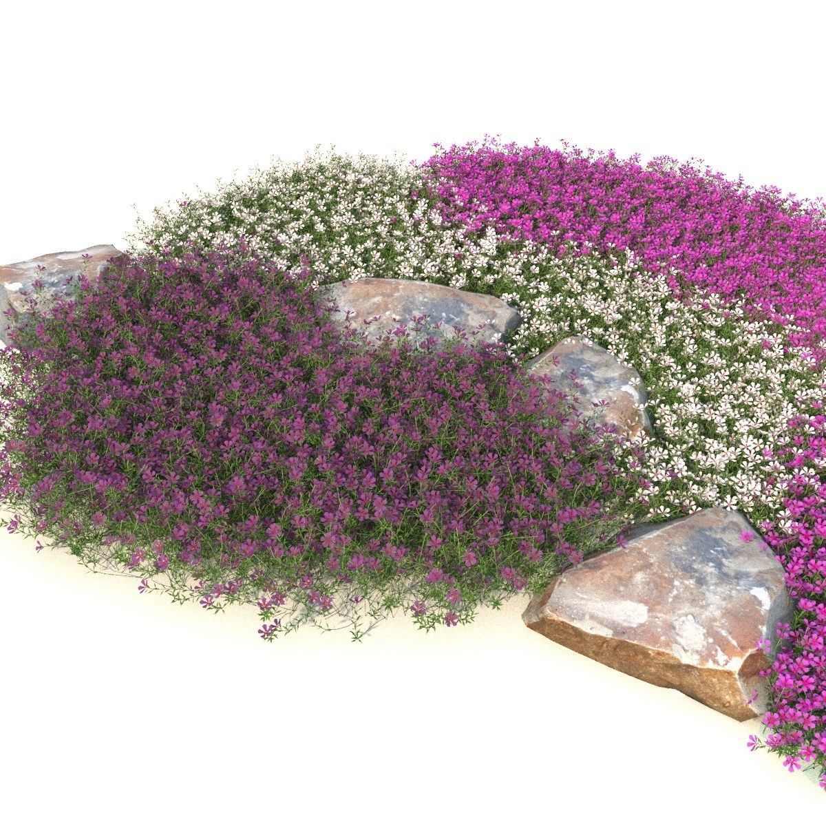 Phlox 3D model_5