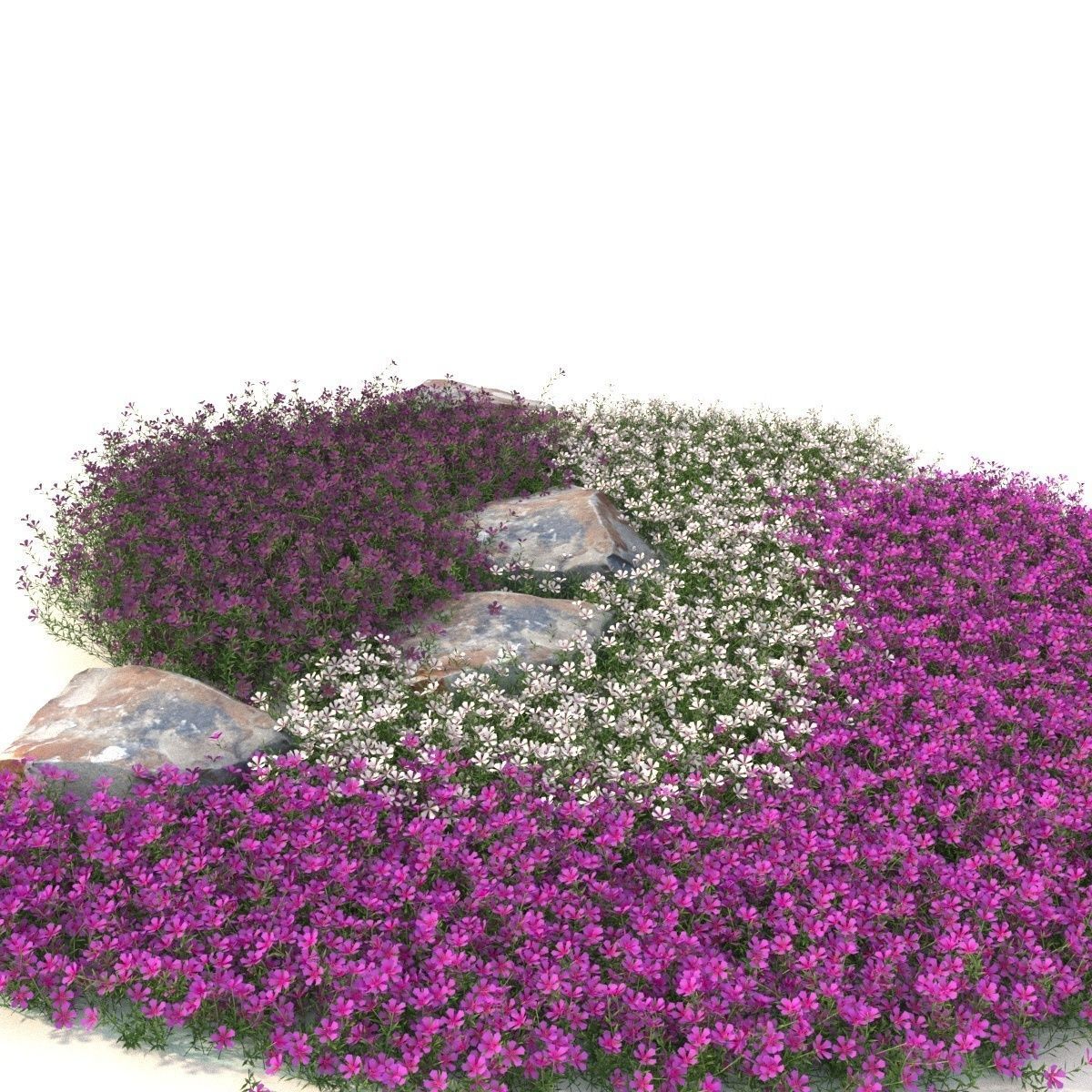Phlox 3D model_4
