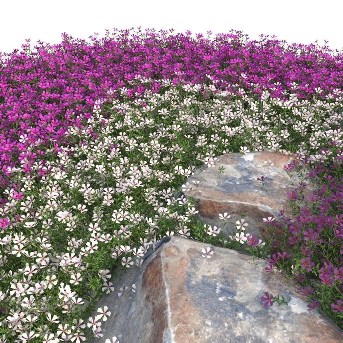 Phlox 3D model_1