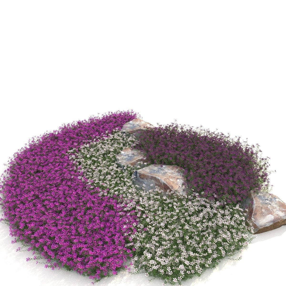 Phlox 3D model_7
