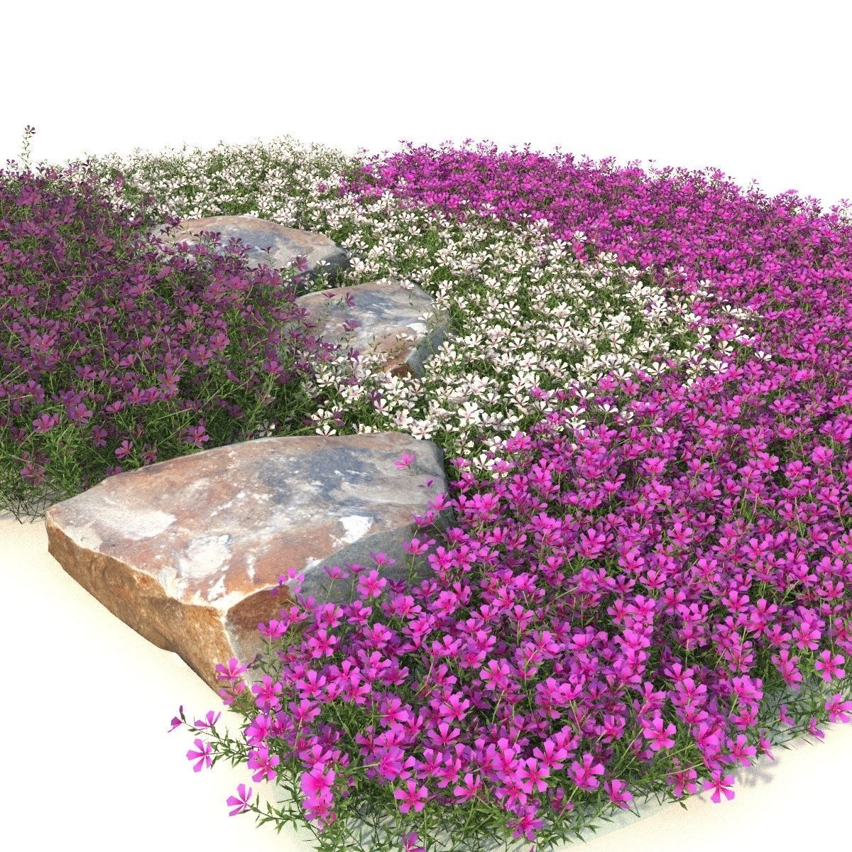 Phlox 3D model_2