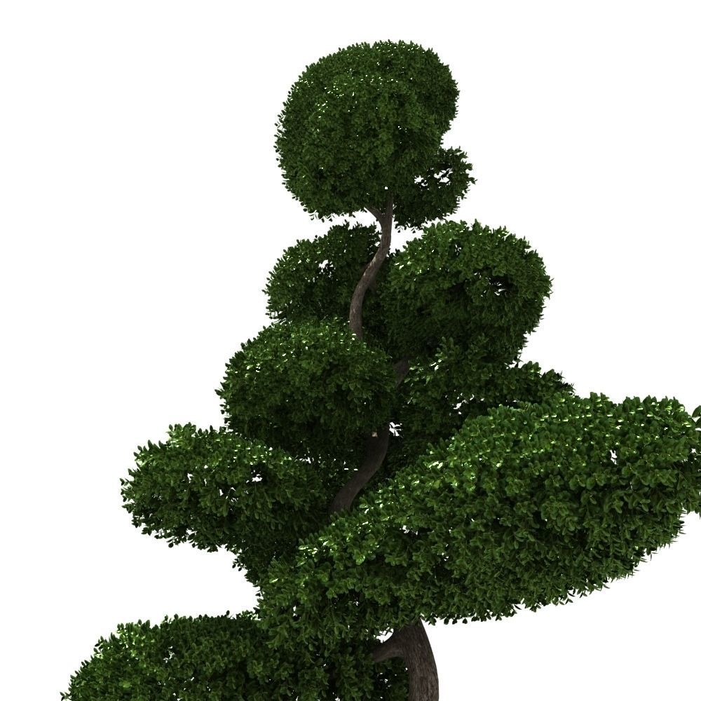 Cutted styled bush buxus 3D model_4
