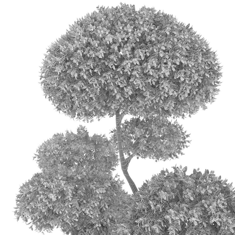 Cutted styled bush buxus 3D model_11