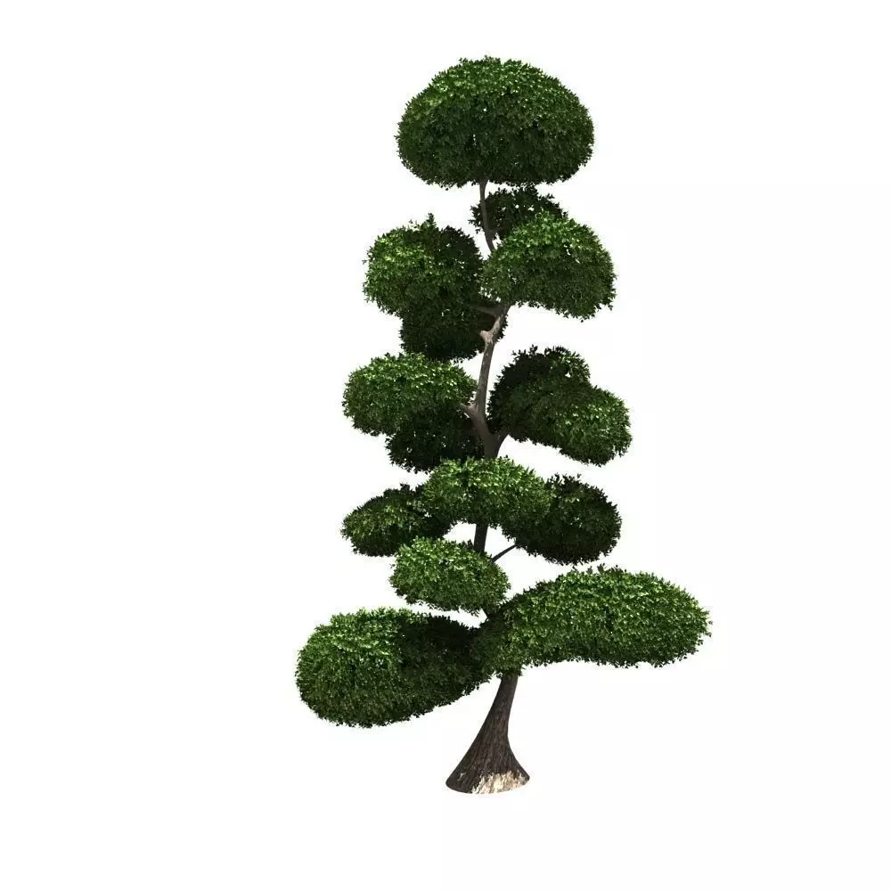 Cutted styled bush buxus 3D model_0