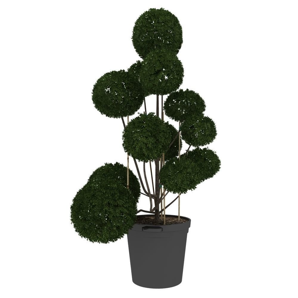 Cutted styled bush buxus in pot 3D model_1