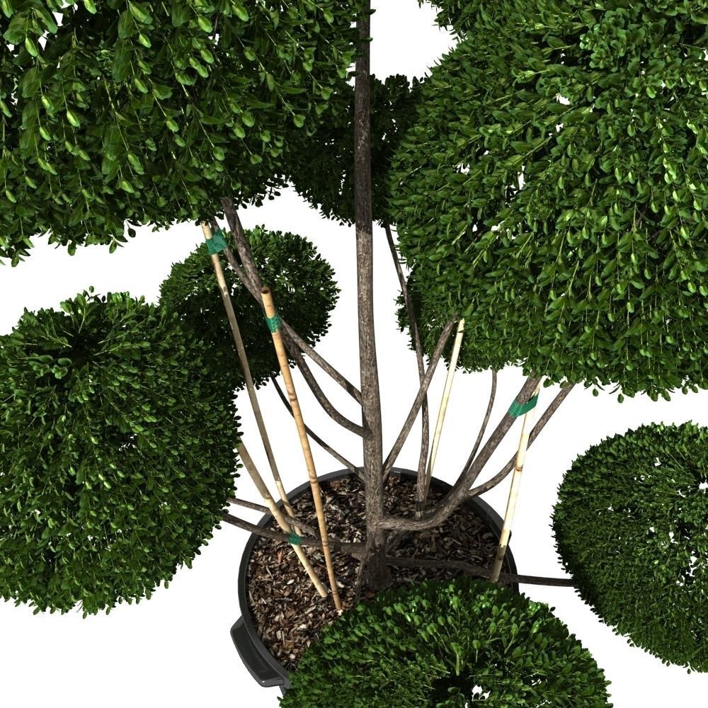 Cutted styled bush buxus in pot 3D model_6