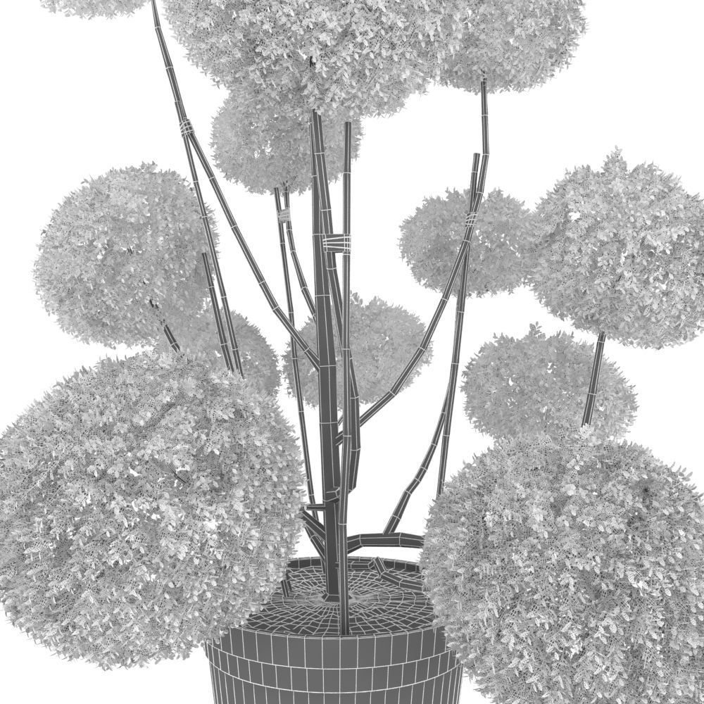 Cutted styled bush buxus in pot 3D model_11