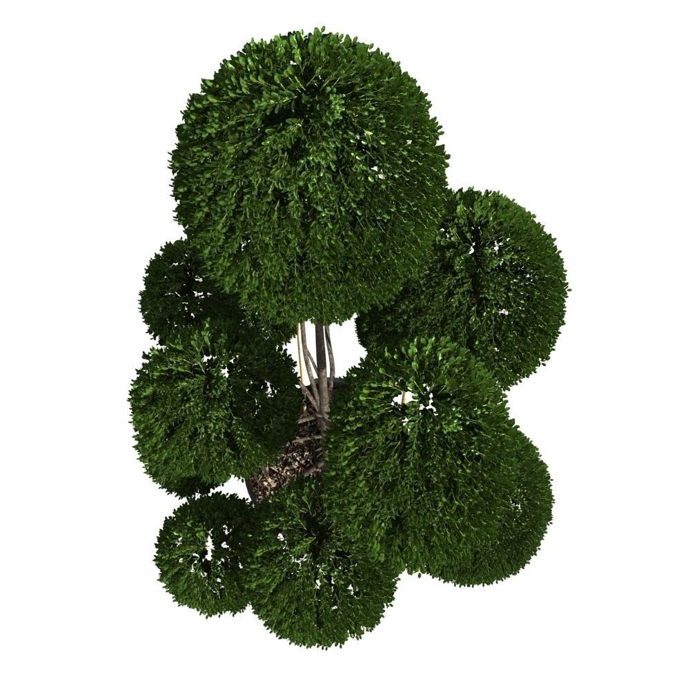 Cutted styled bush buxus in pot 3D model_3
