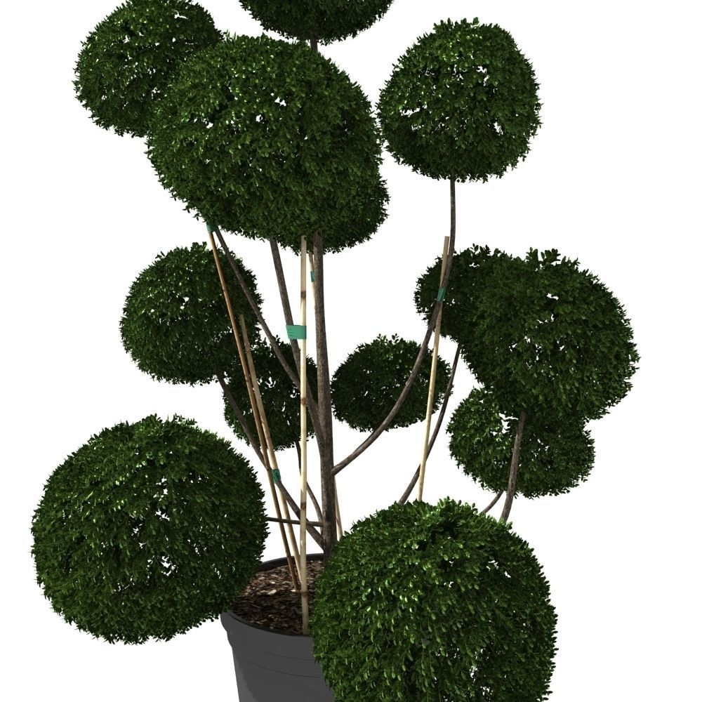 Cutted styled bush buxus in pot 3D model_5