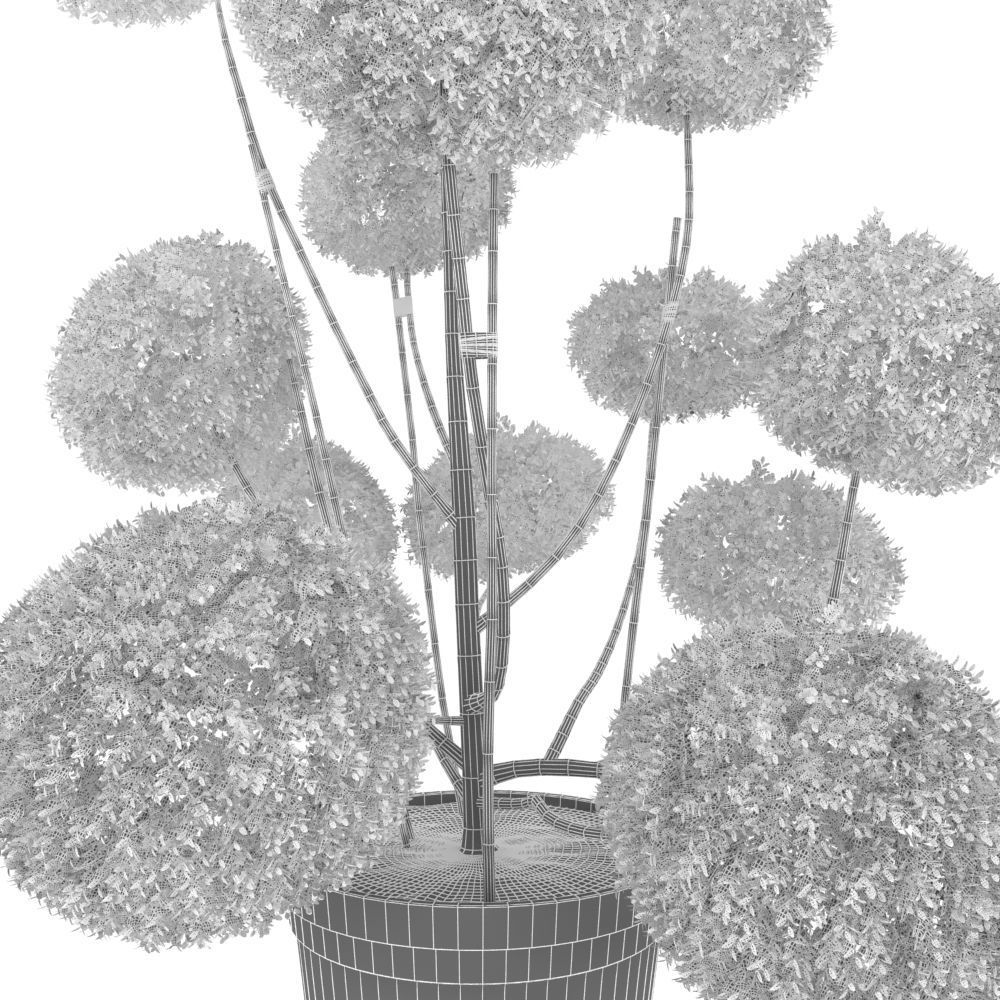 Cutted styled bush buxus in pot 3D model_12