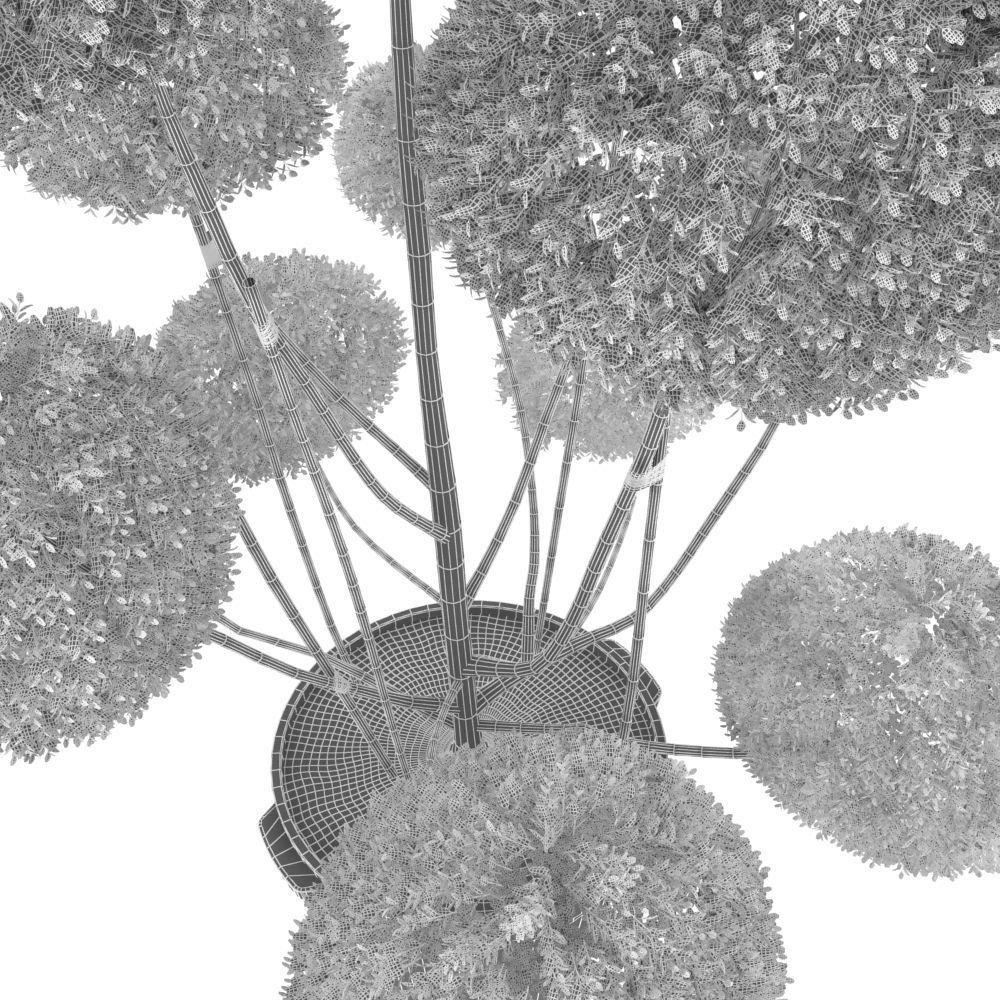 Cutted styled bush buxus in pot 3D model_8