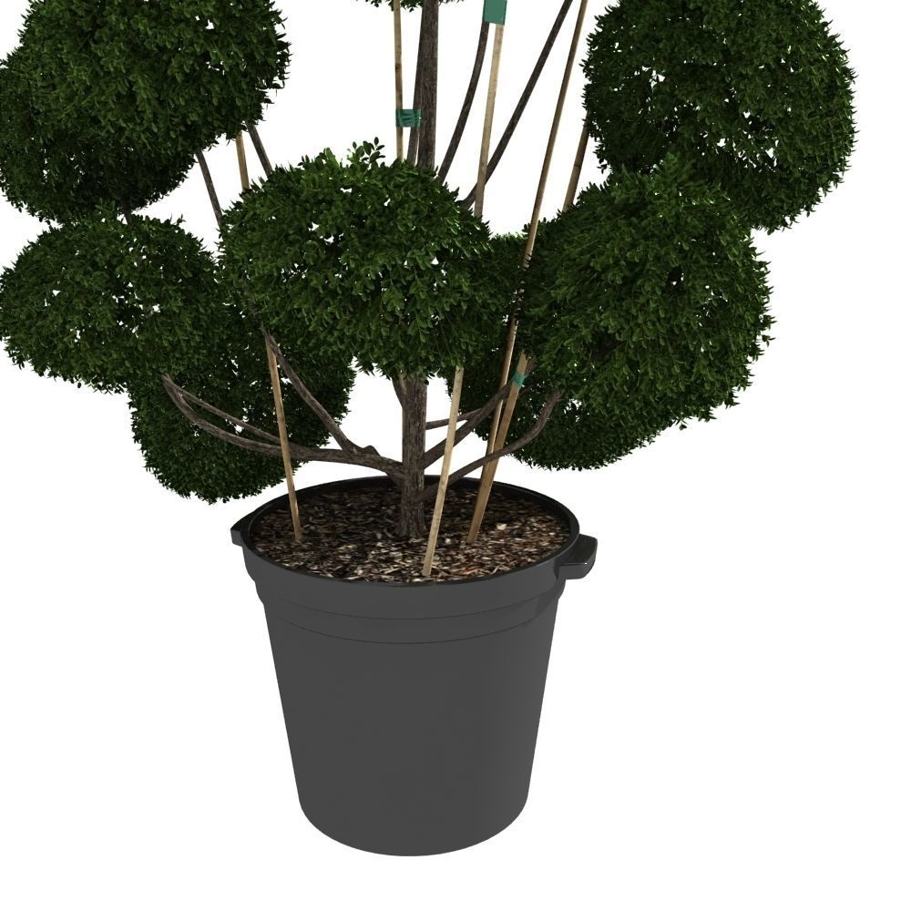 Cutted styled bush buxus in pot 3D model_2