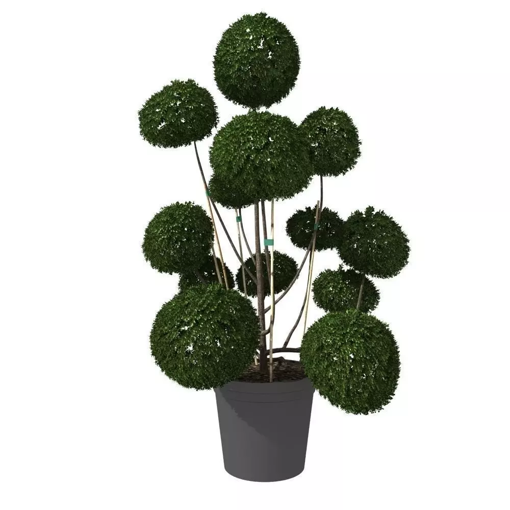 Cutted styled bush buxus in pot 3D model_0