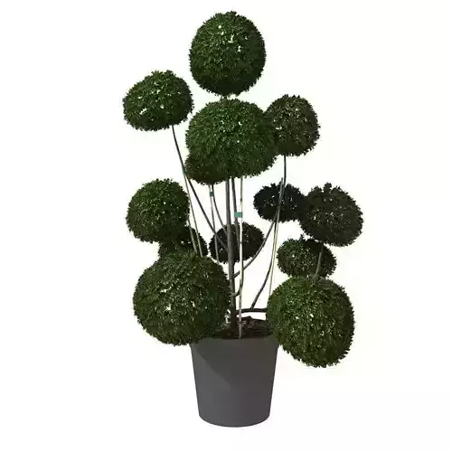 Cutted styled bush buxus in pot 3D model