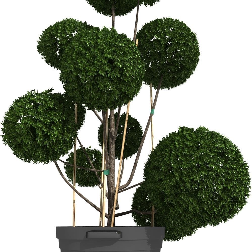 Cutted styled bush buxus in pot 3D model_4