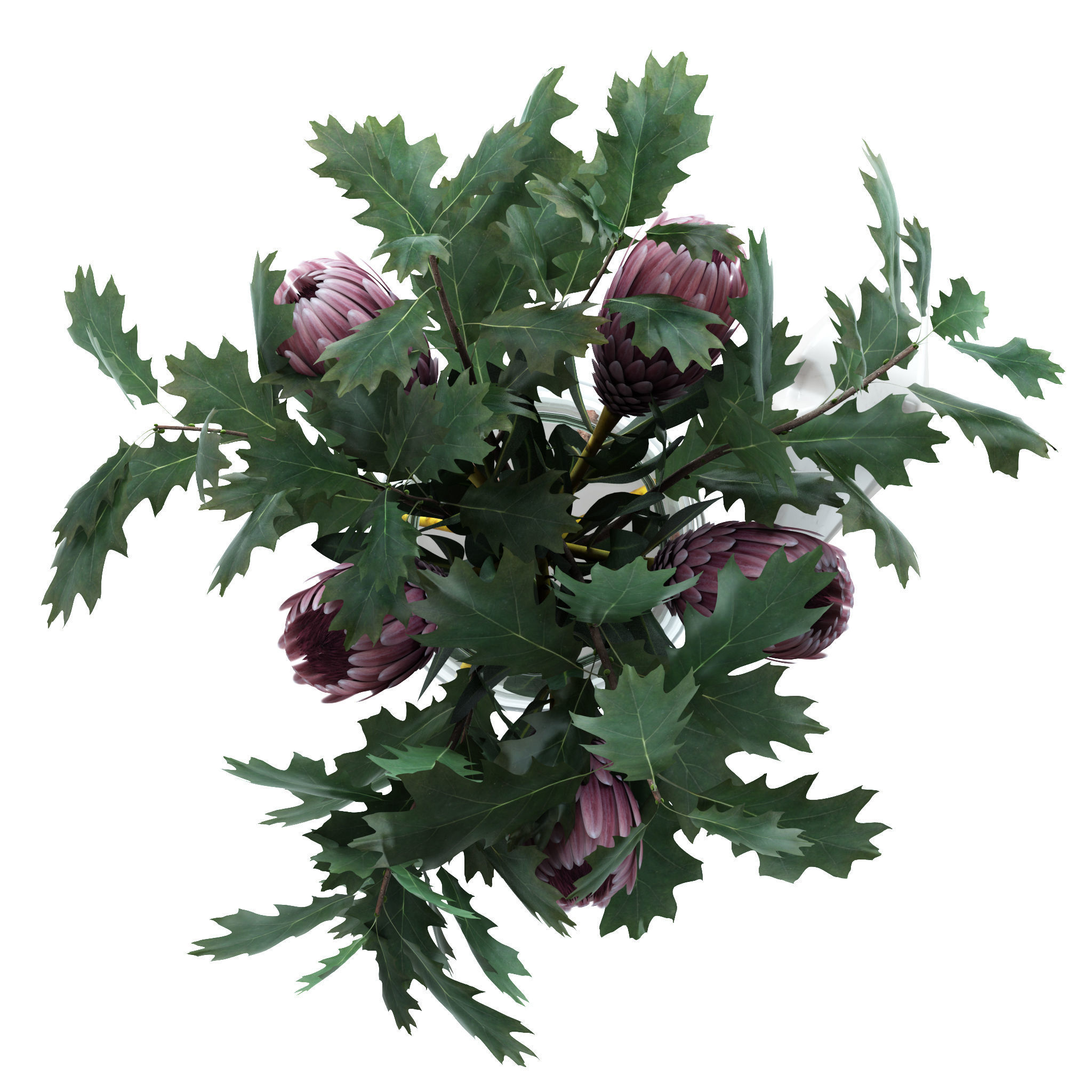 Protea and Oak leaves 3D model_6