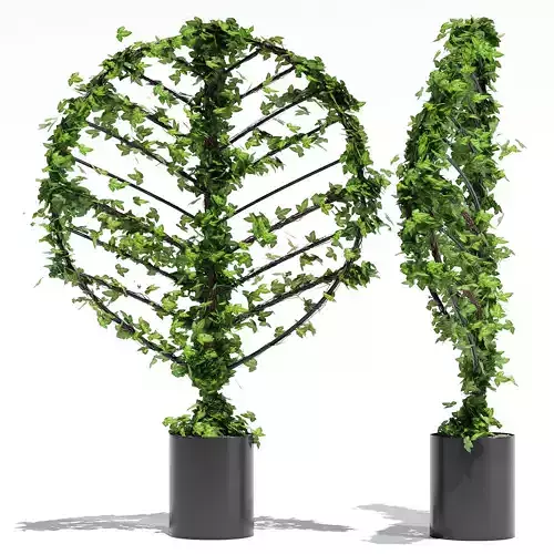 Banksia two ivy plants in pots