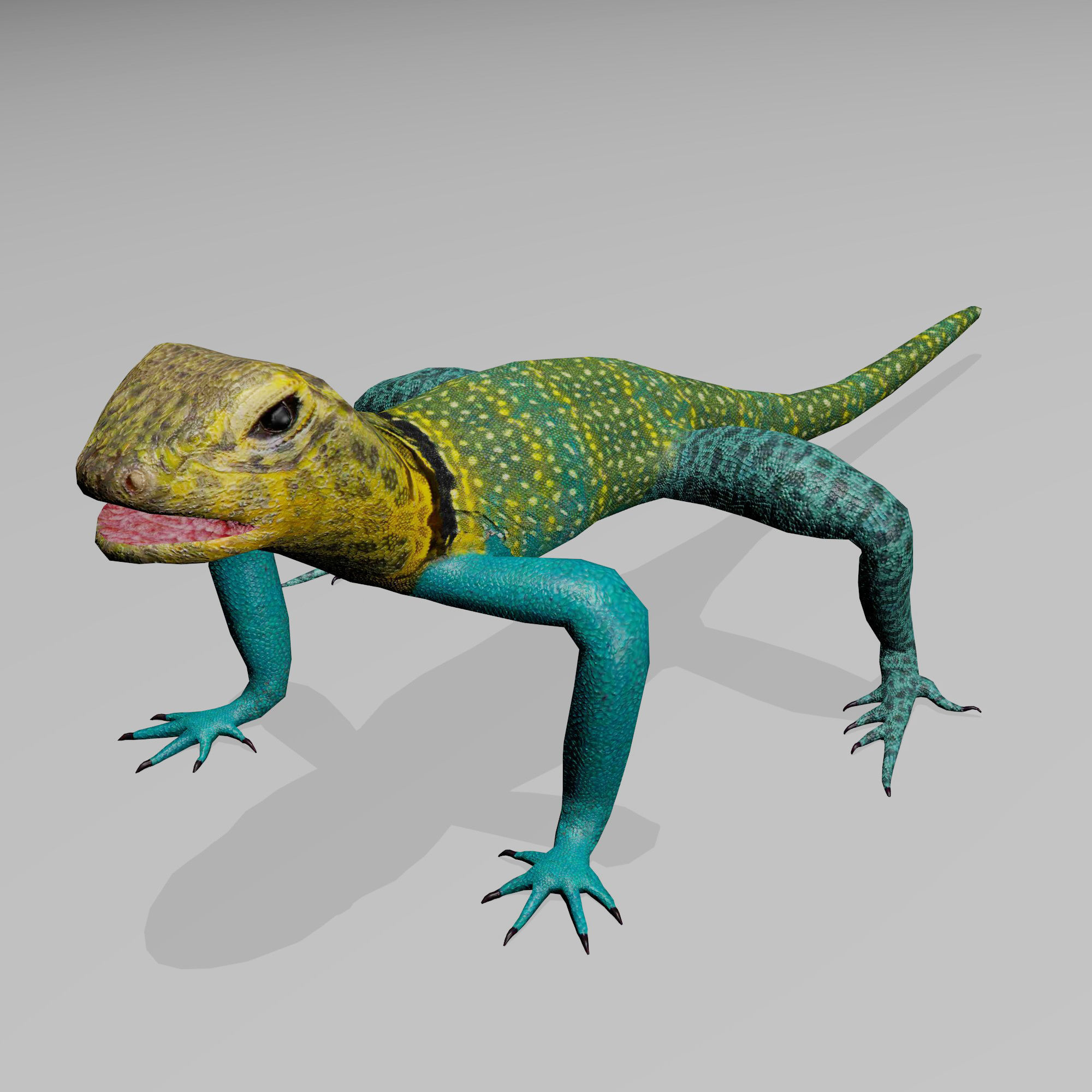 3D asset Collared Lizard CGTrader