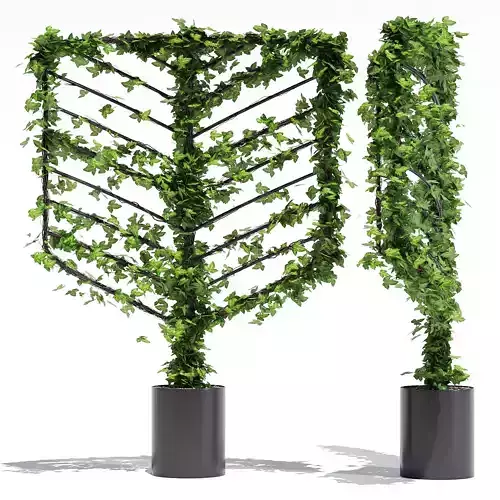 Acacia two ivy planters