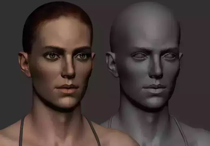 Female Anatomy Study  - Z brush file - Update 2019  Low-poly 3D model
