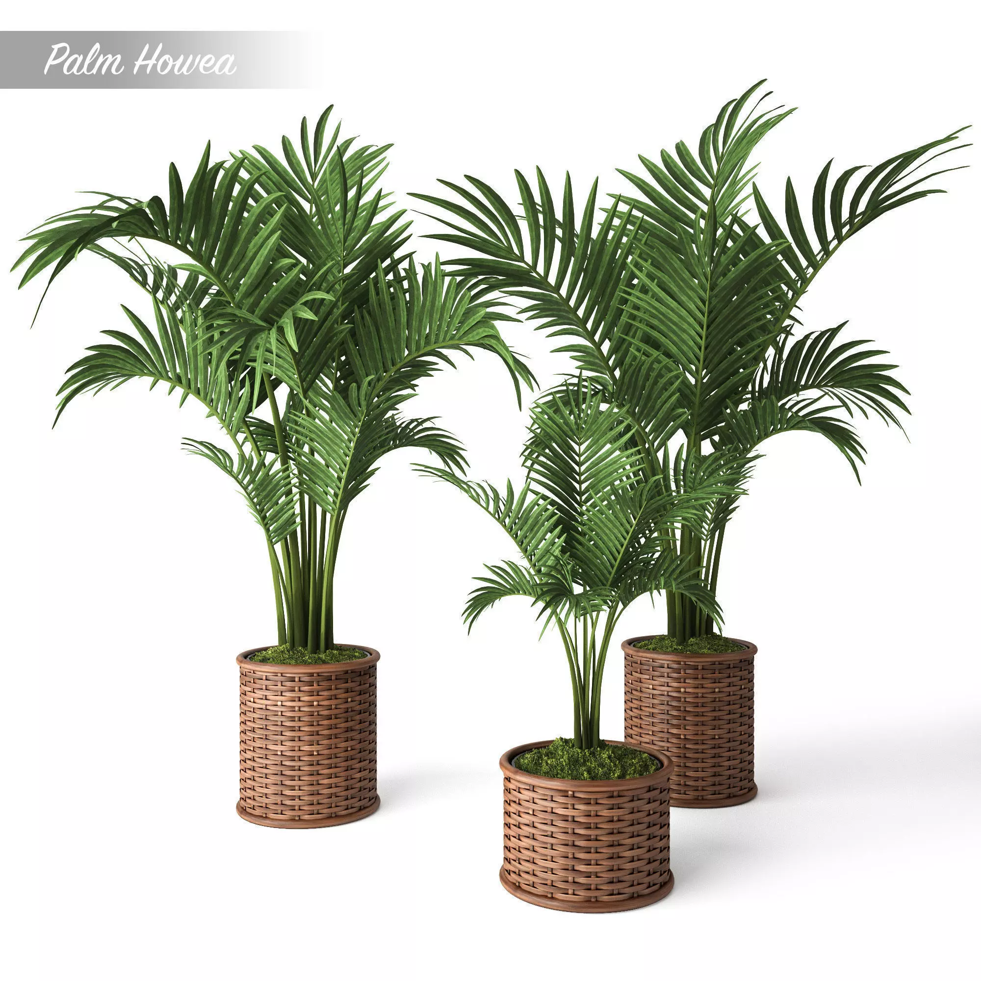Palm Howea 3D model