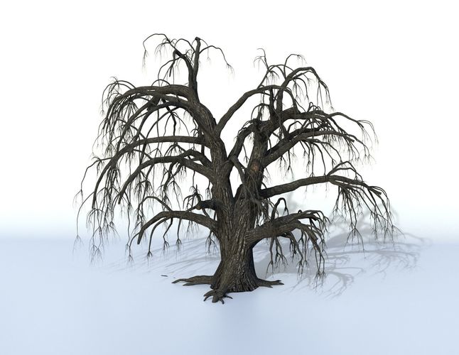 Old oak 3D model
