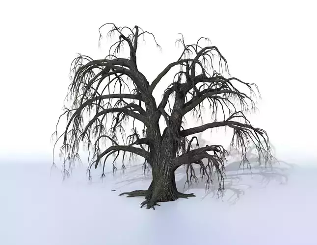 Old oak 3D model