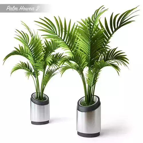 Palm Howea 2