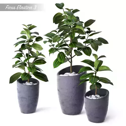 Ficus Elastica 3