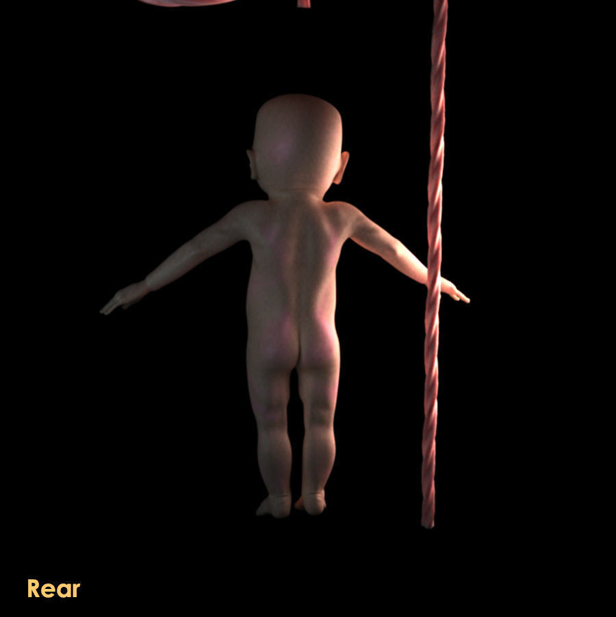 Mature Stage Fetus with Joints 3D model_3