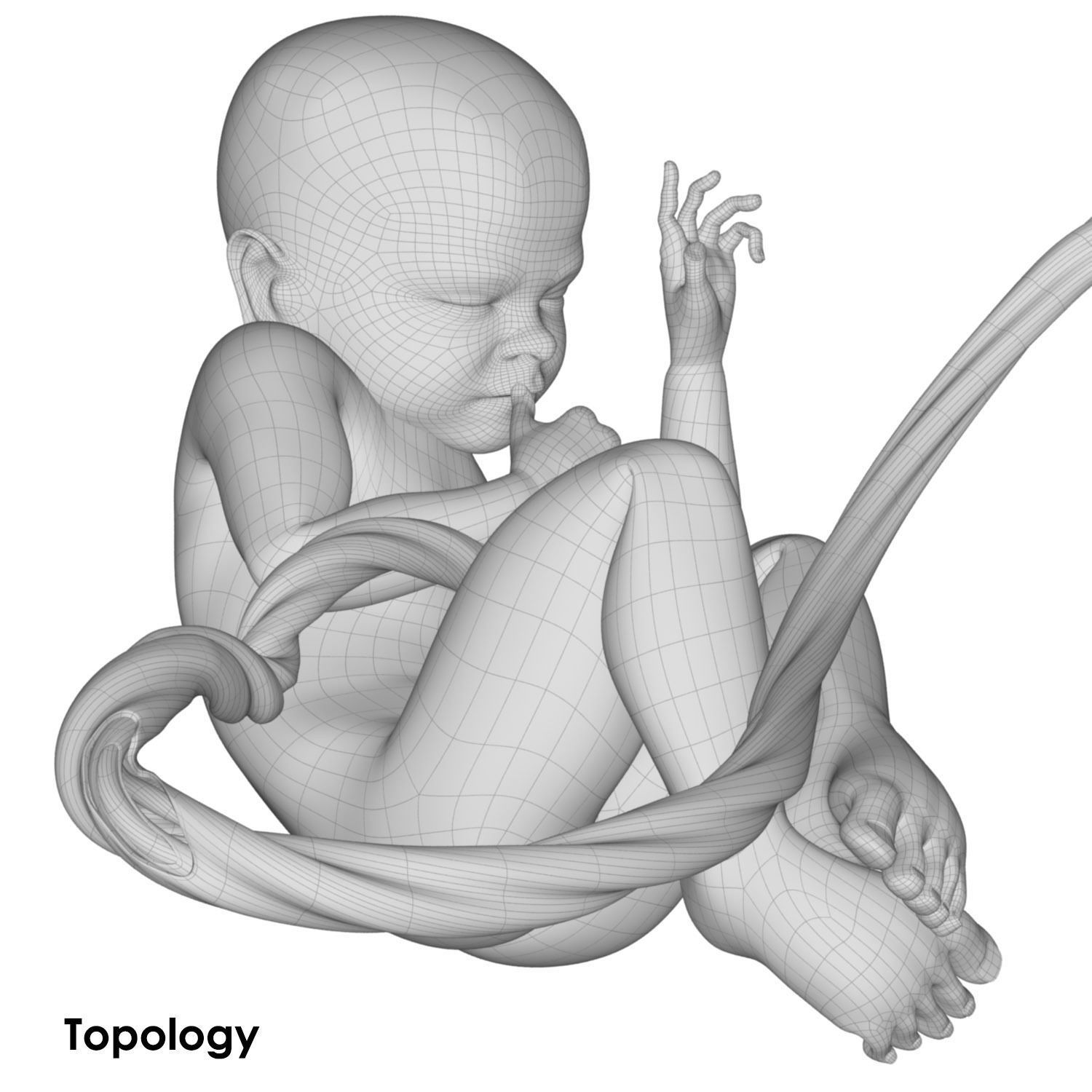 Mature Stage Fetus with Joints 3D model_5