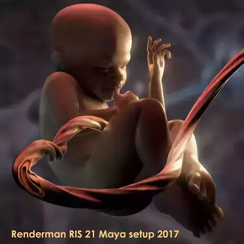 Mature Stage Fetus with Joints 3D model