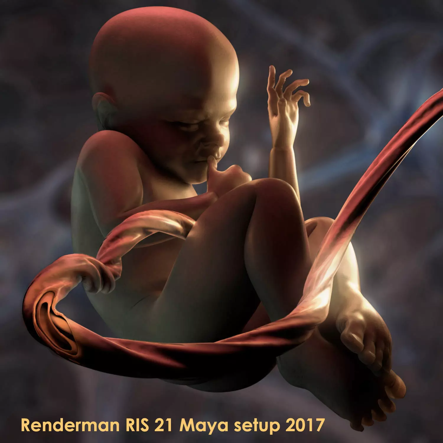Mature Stage Fetus with Joints 3D model_0