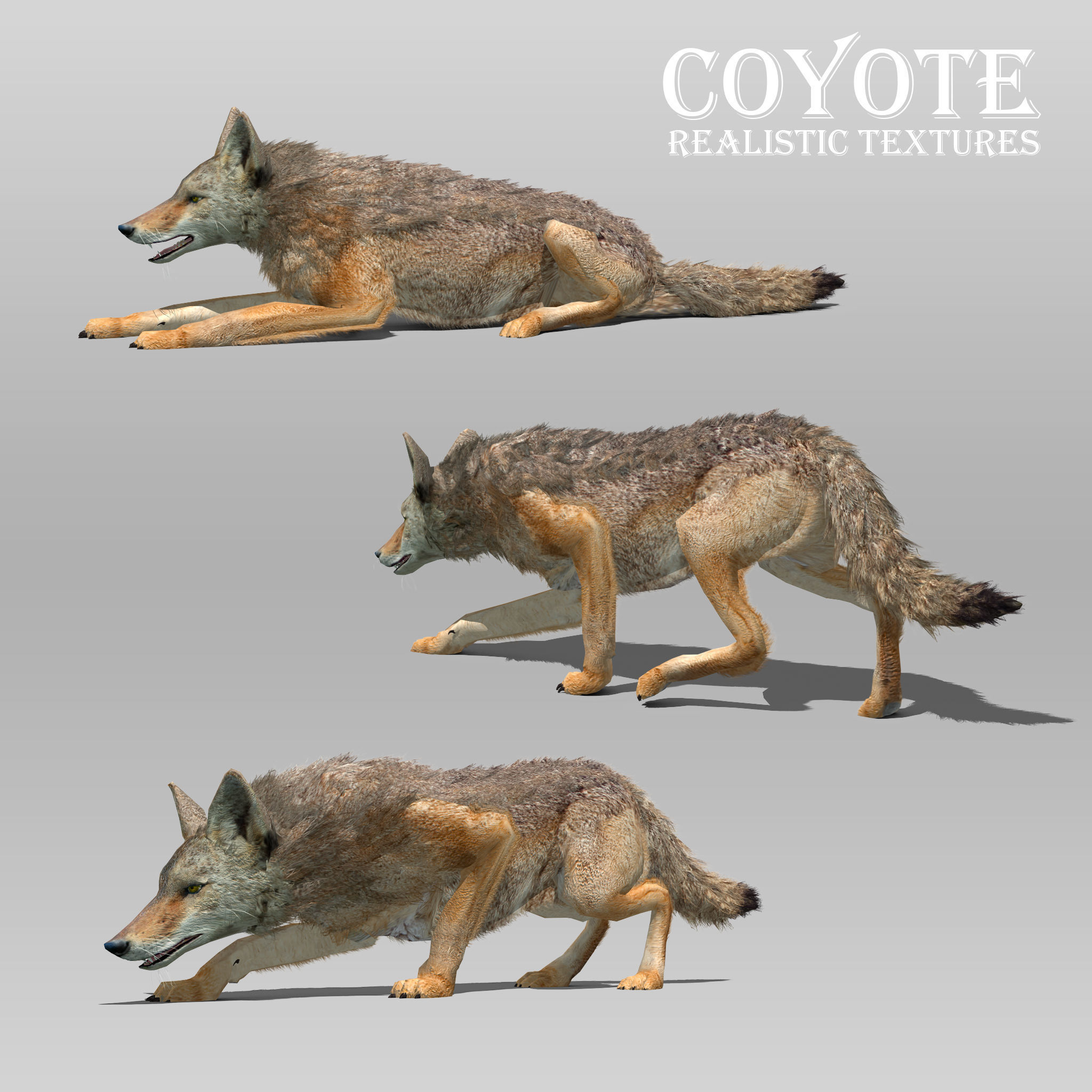 Coyote Animated Low-poly 3D model_5