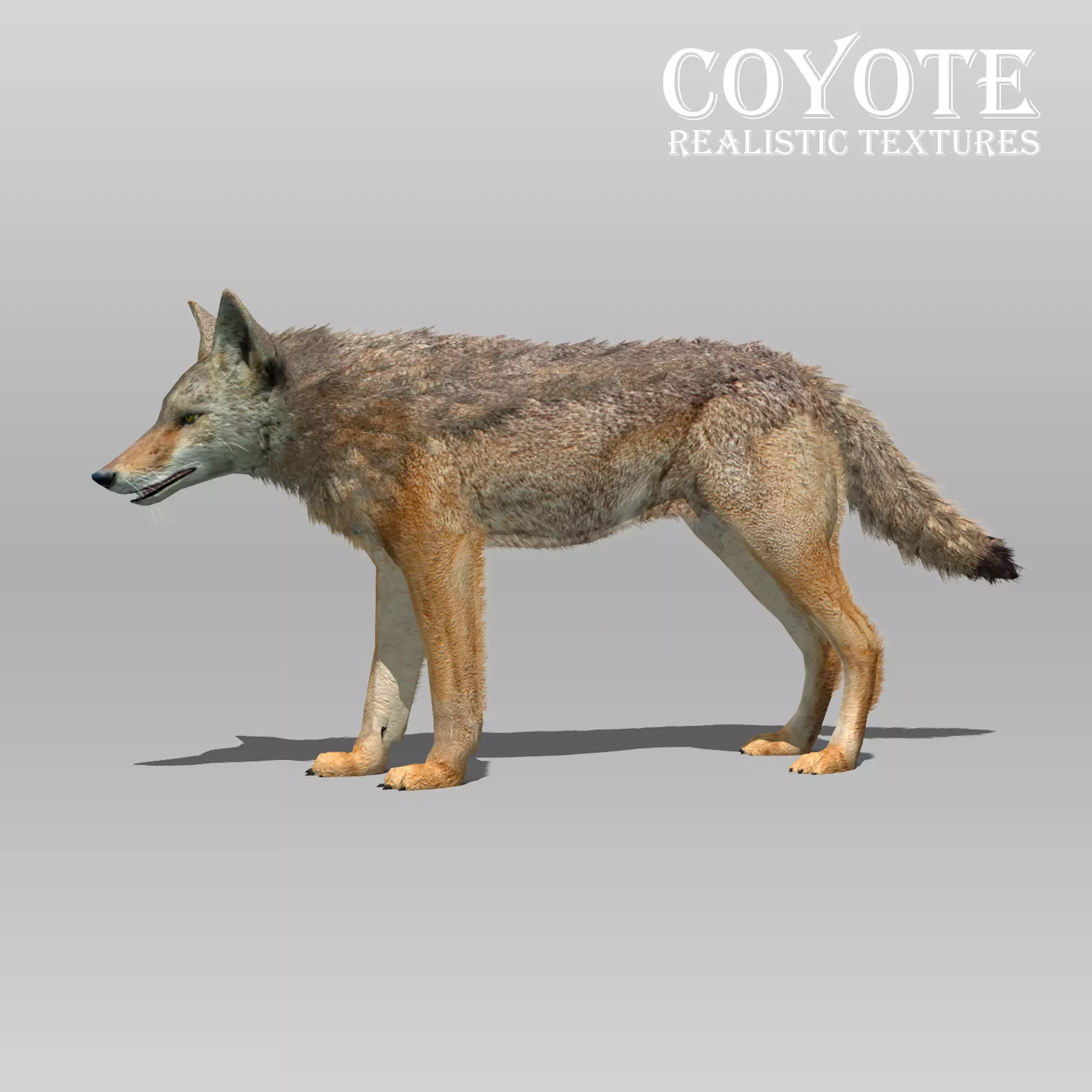 Coyote Animated Low-poly 3D model_0