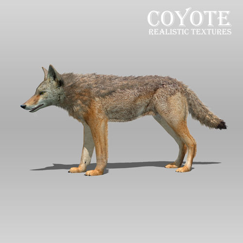 Coyote Animated Low-poly 3D model