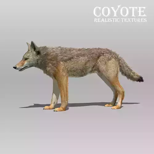Coyote Animated Low-poly 3D model
