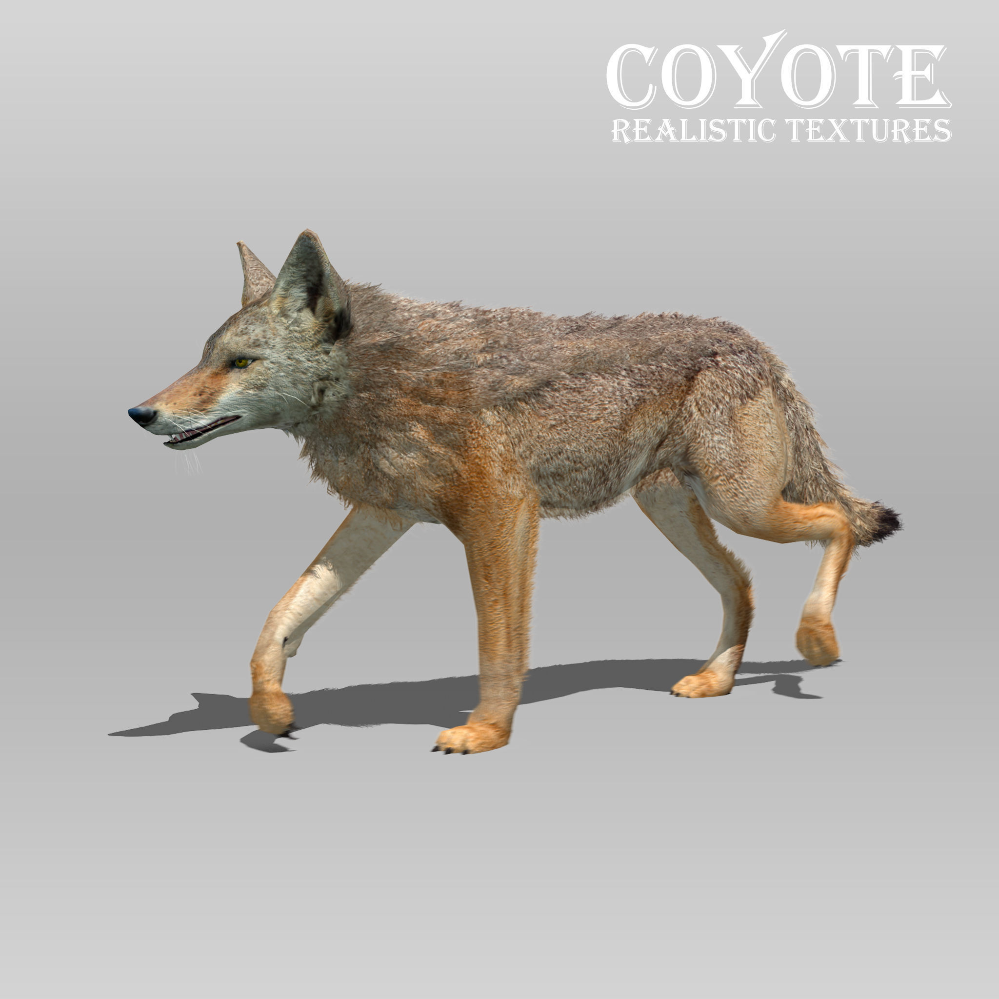 Coyote Animated Low-poly 3D model_2